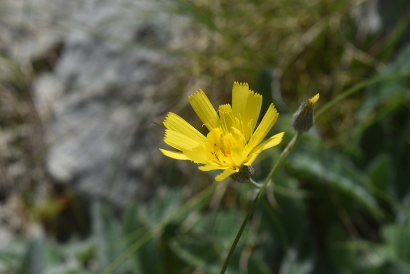 Hieracium leiopogon photo 6