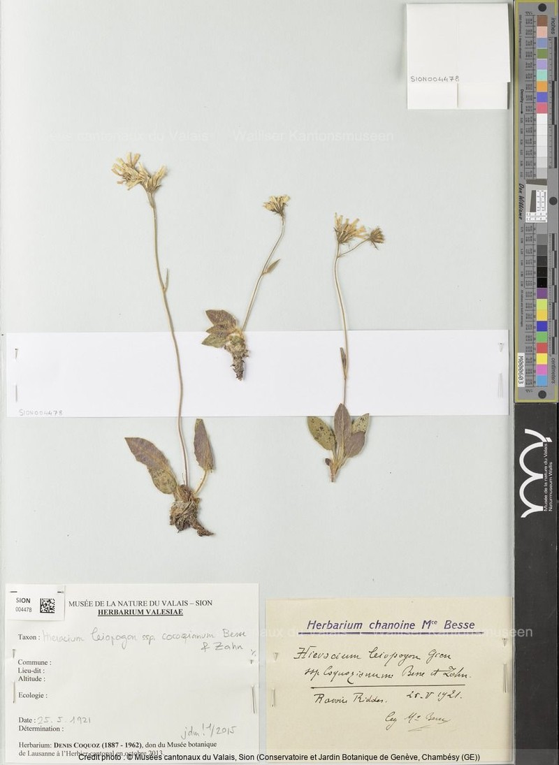 Hieracium leiopogon photo 7