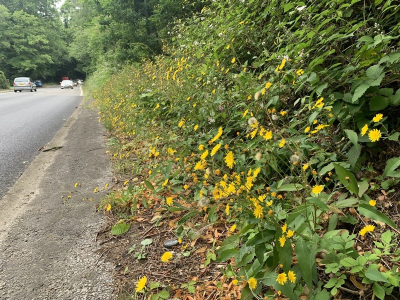 Hieracium lepiduloides photo 2