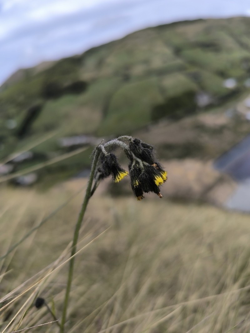 Hieracium leptocephalum photo 2