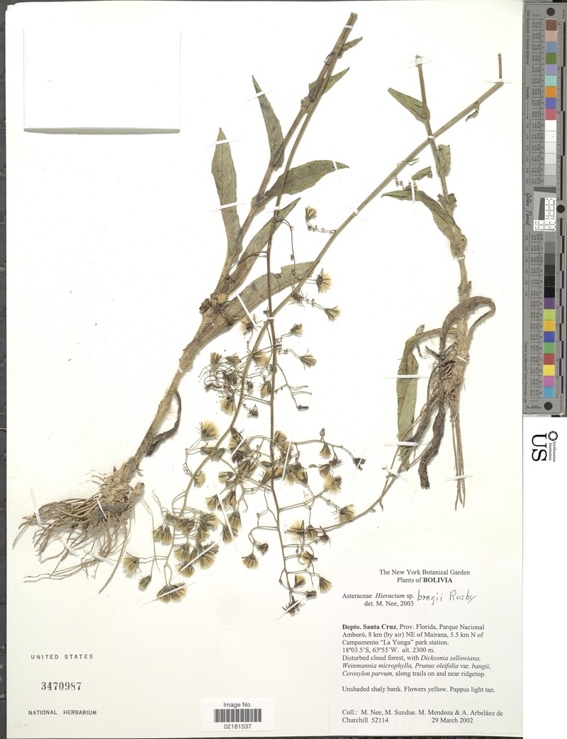 Hieracium leptocephalum photo 3