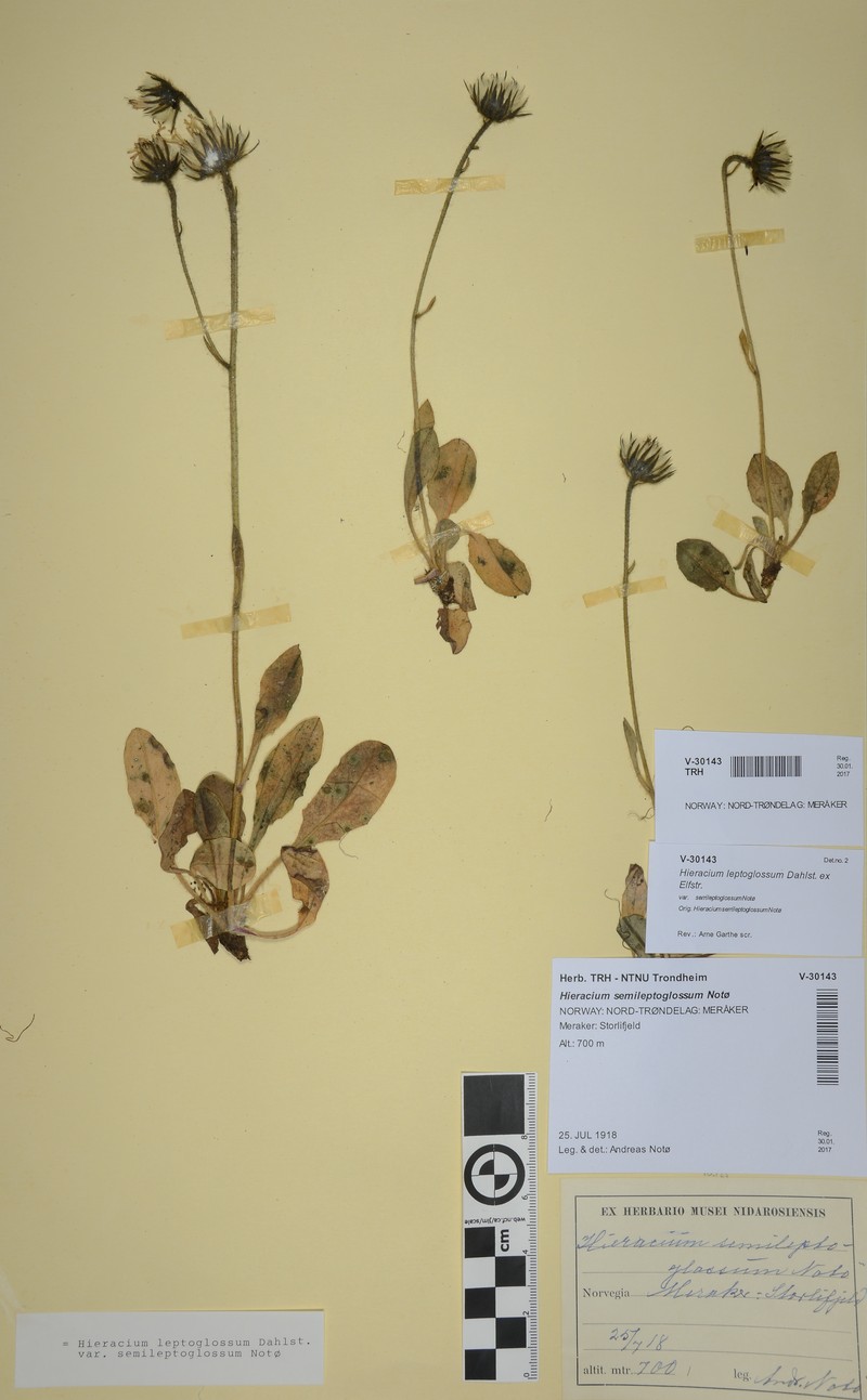 Hieracium leptoglossum