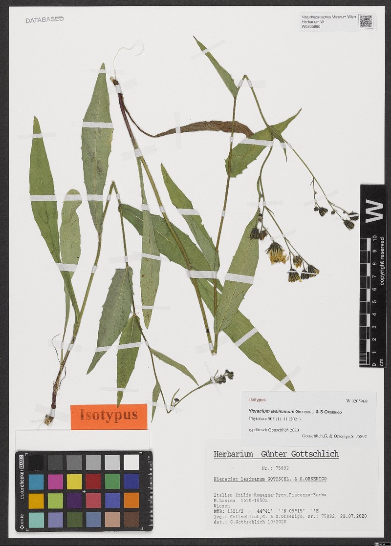 Hieracium lesimanum
