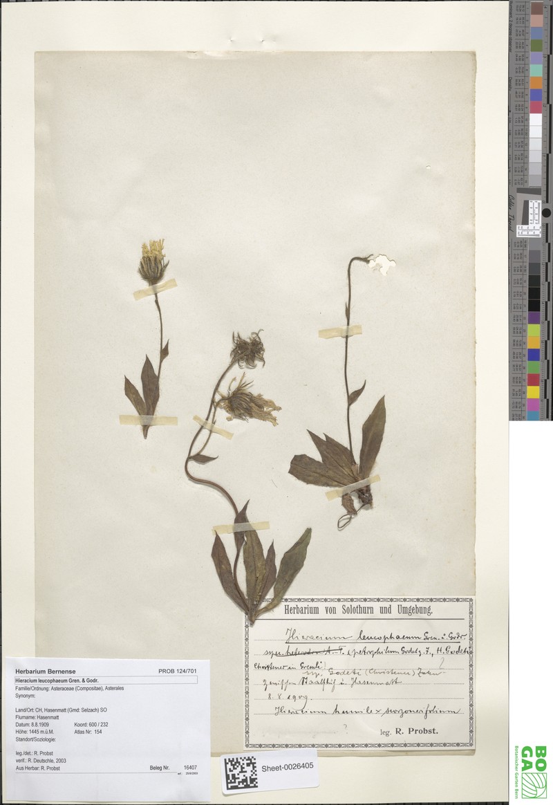 Hieracium leucophaeum photo 2