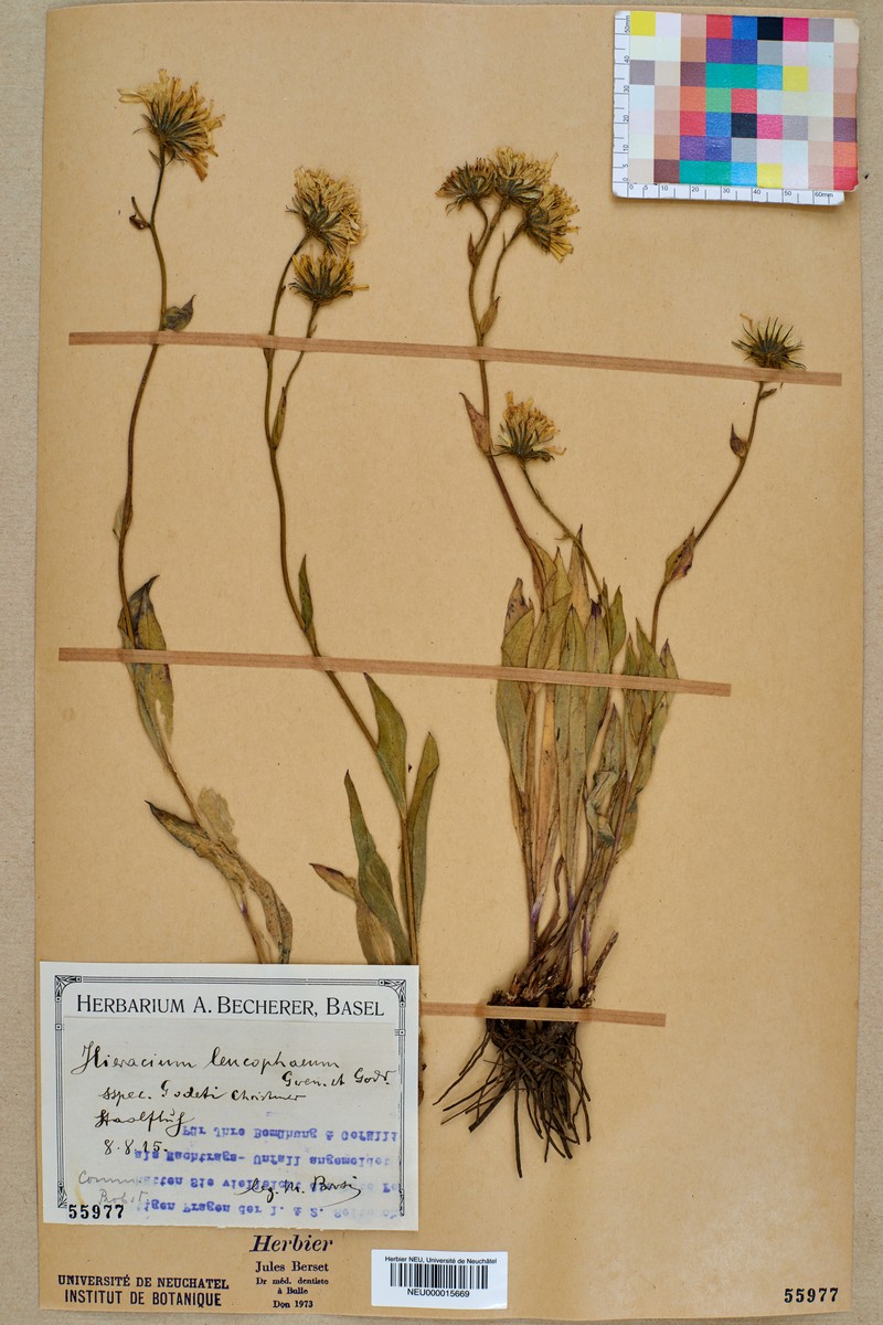 Hieracium leucophaeum