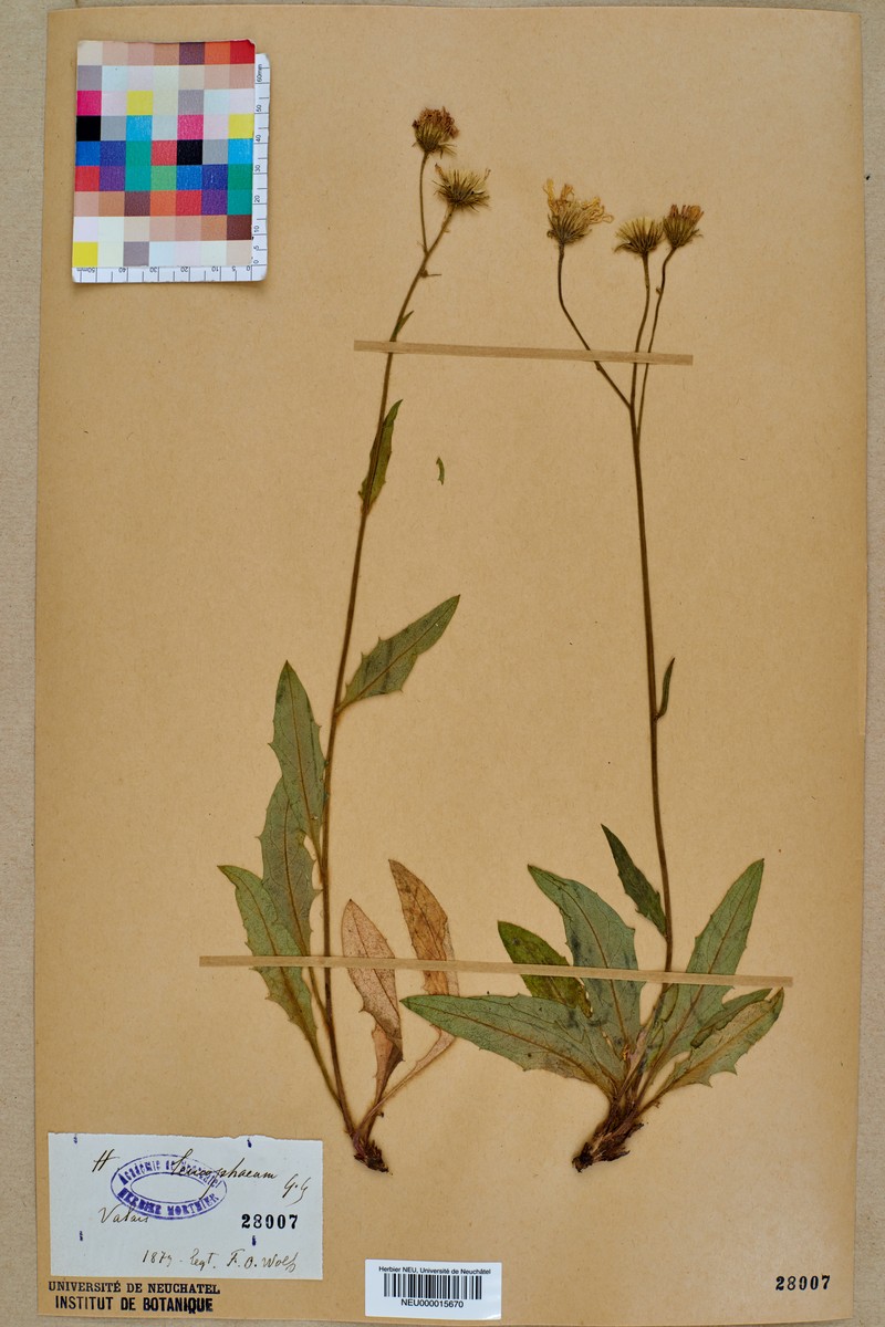 Hieracium leucophaeum photo 3