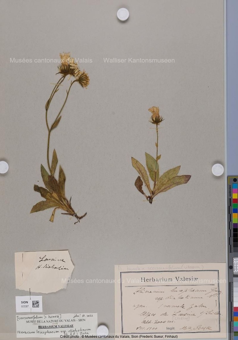Hieracium leucophaeum subsp. diabolinum