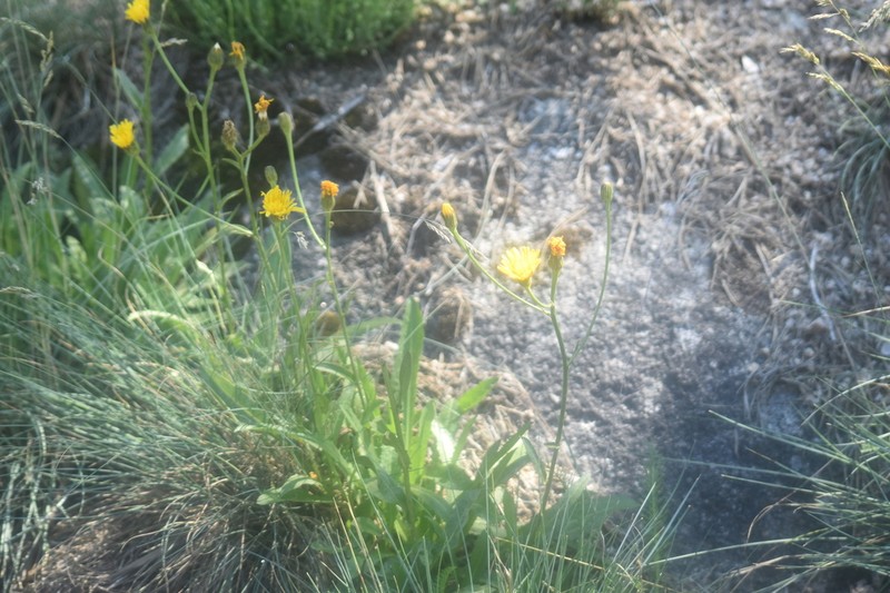 Hieracium levicaule