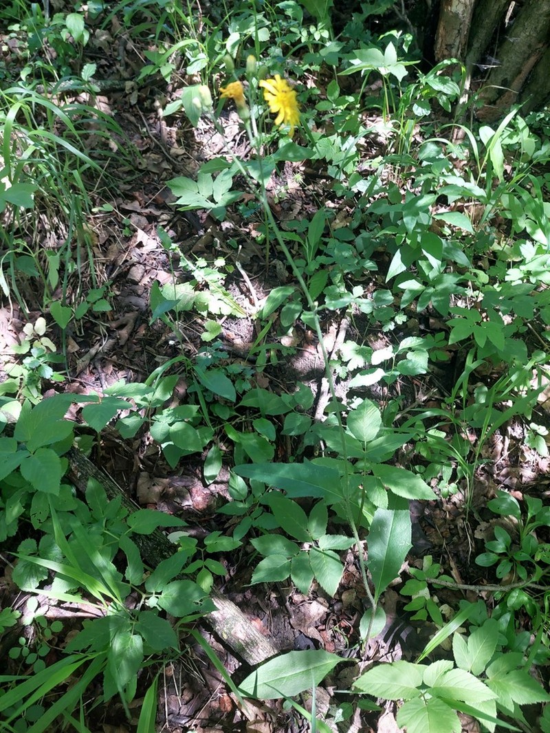 Hieracium levicaule photo 2