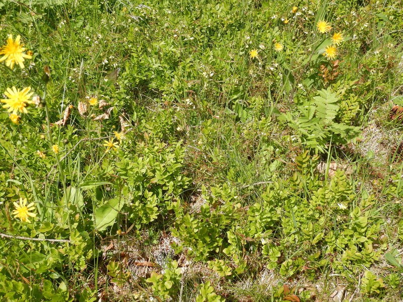 Hieracium levicaule photo 3