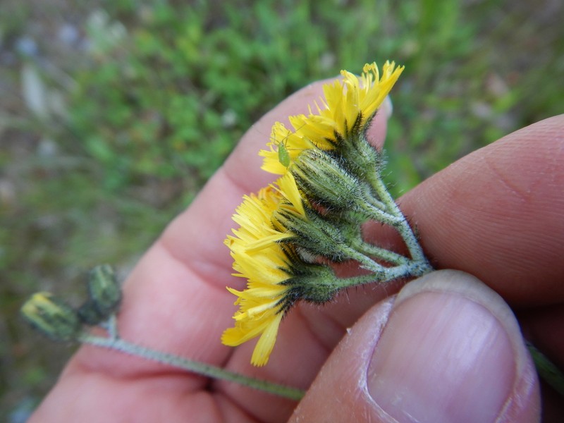 Hieracium levicaule photo 4