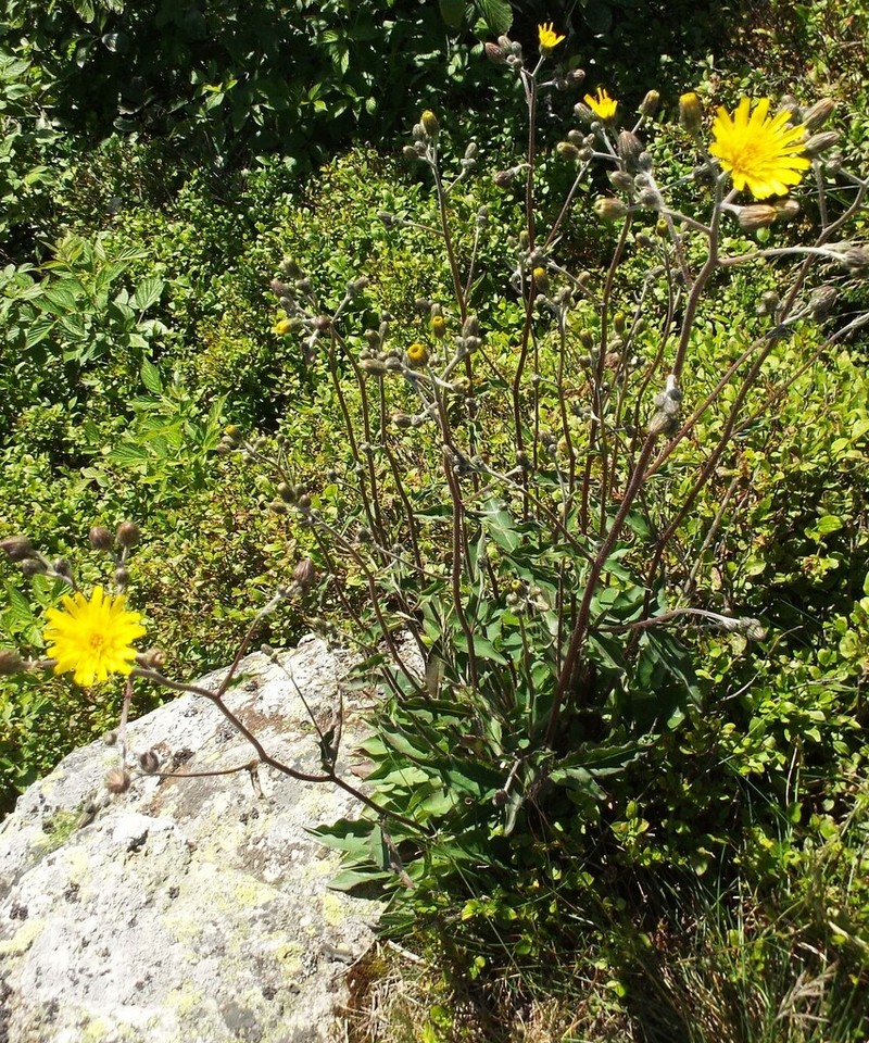 Hieracium levicaule photo 5