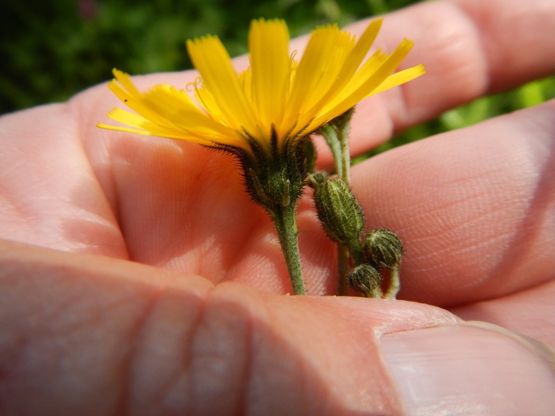 Hieracium levicaule photo 6