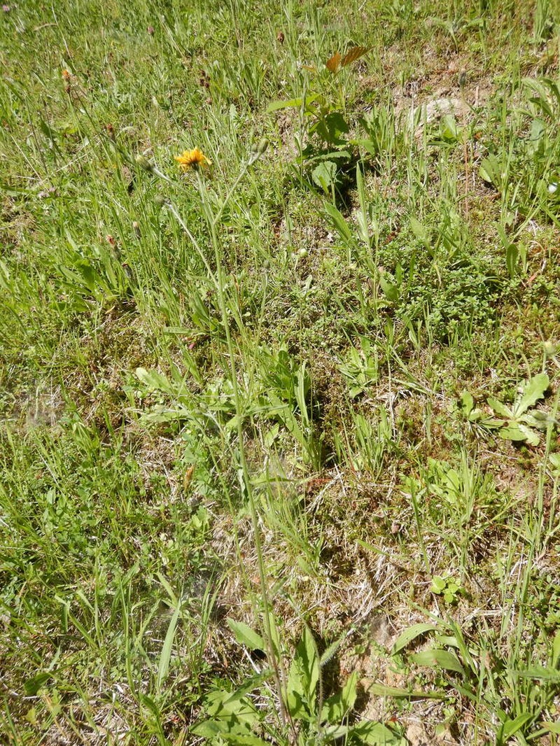Hieracium levicaule photo 7