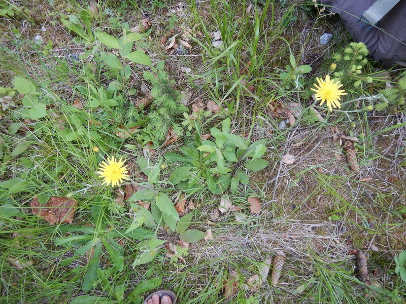 Hieracium levicaule photo 8