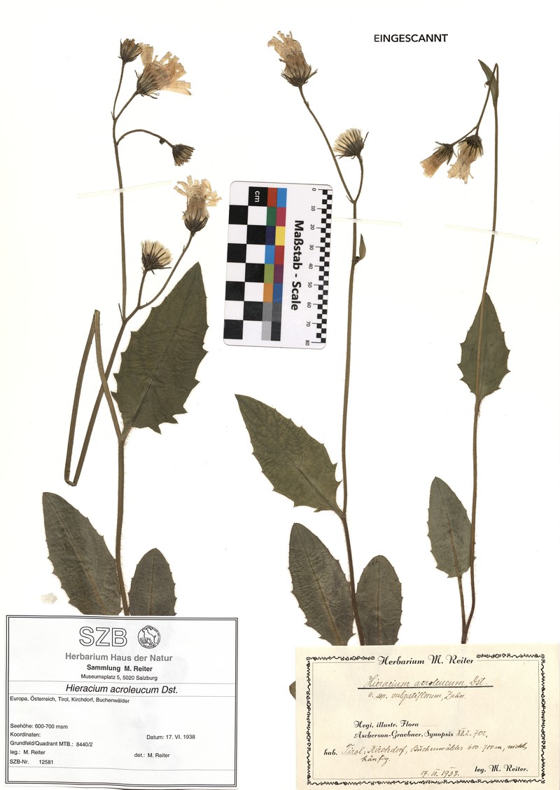 Hieracium levicaule subsp. acroleucum