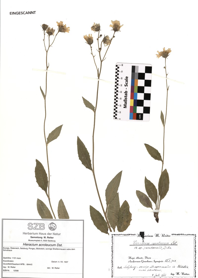 Hieracium levicaule subsp. acroleucum photo 2