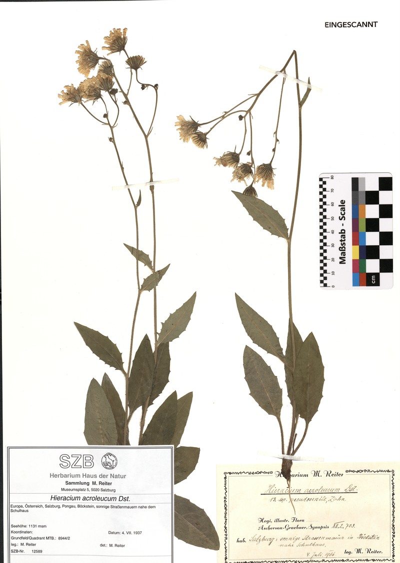Hieracium levicaule subsp. acroleucum photo 3