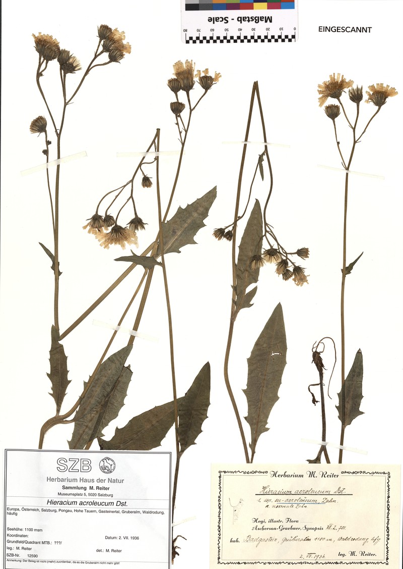 Hieracium levicaule subsp. acroleucum photo 4