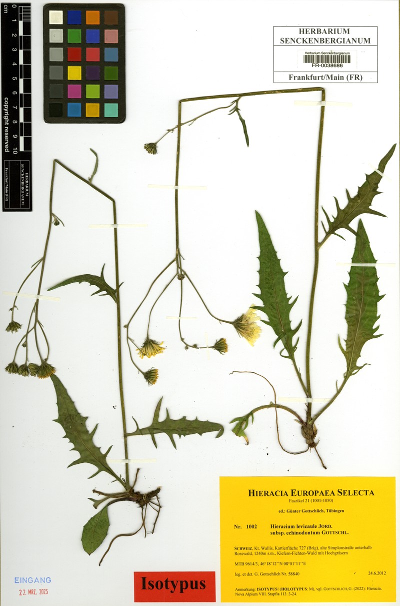 Hieracium levicaule subsp. echinodontum