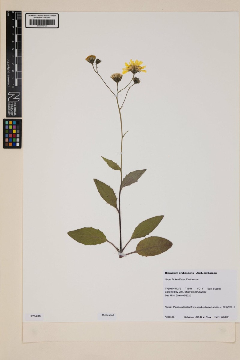 Hieracium levicaule subsp. erubescens