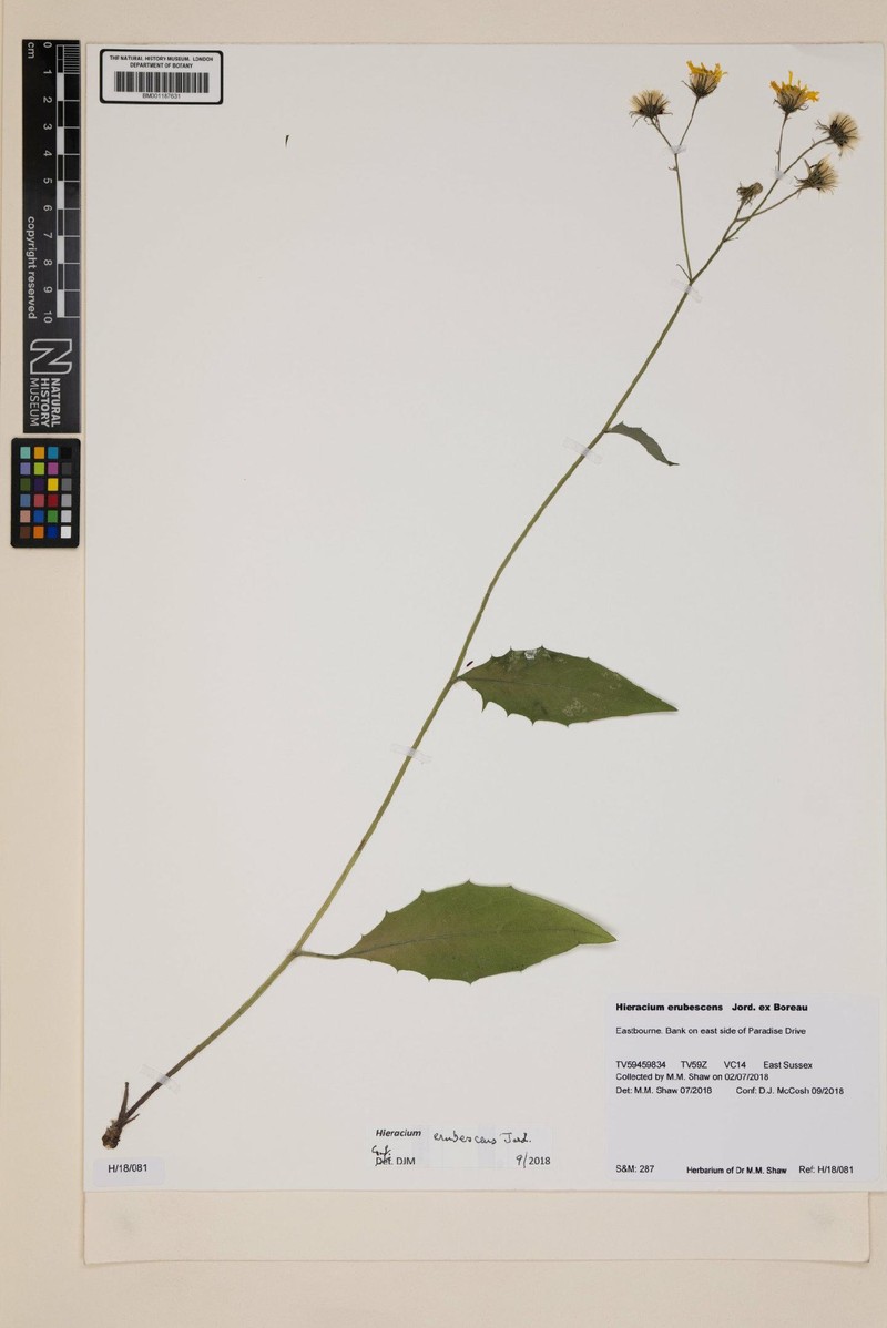 Hieracium levicaule subsp. erubescens photo 2
