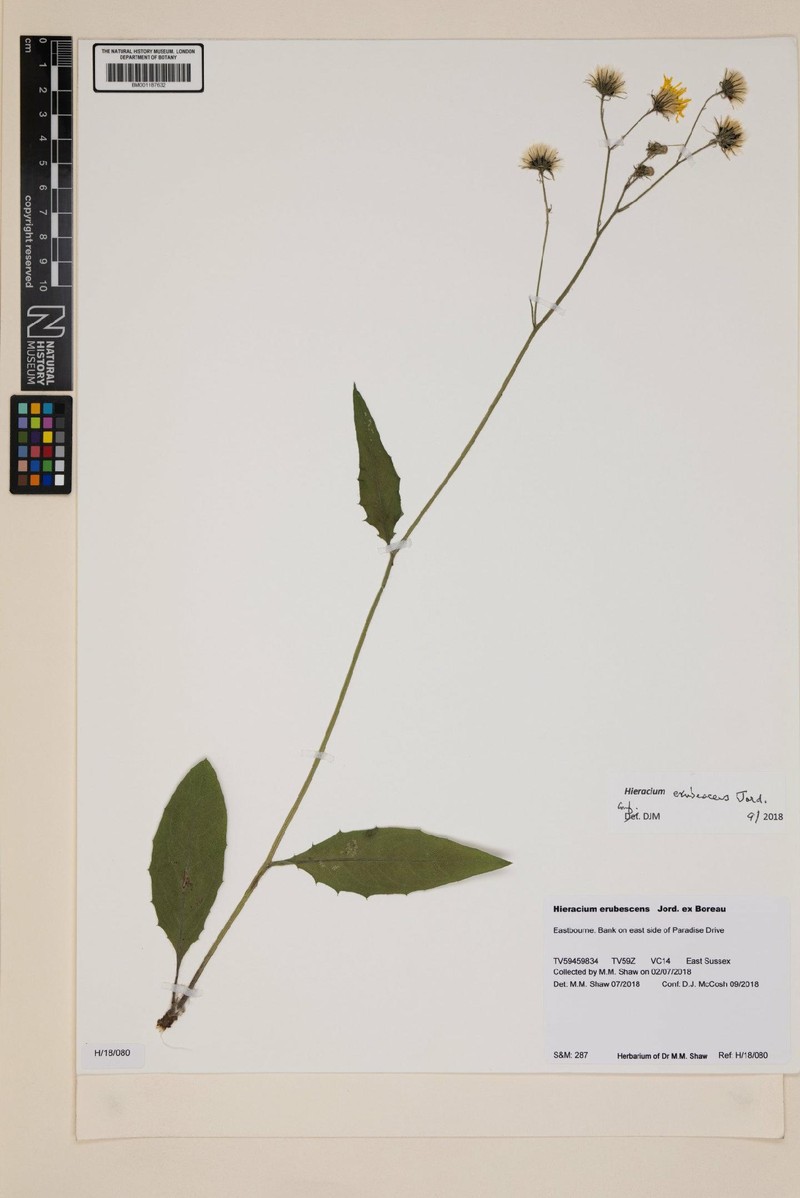 Hieracium levicaule subsp. erubescens photo 3