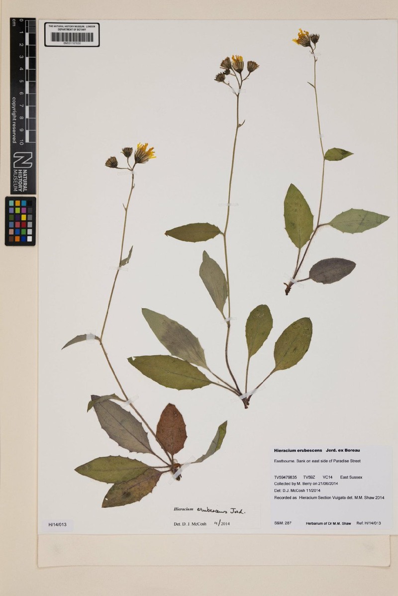 Hieracium levicaule subsp. erubescens photo 4