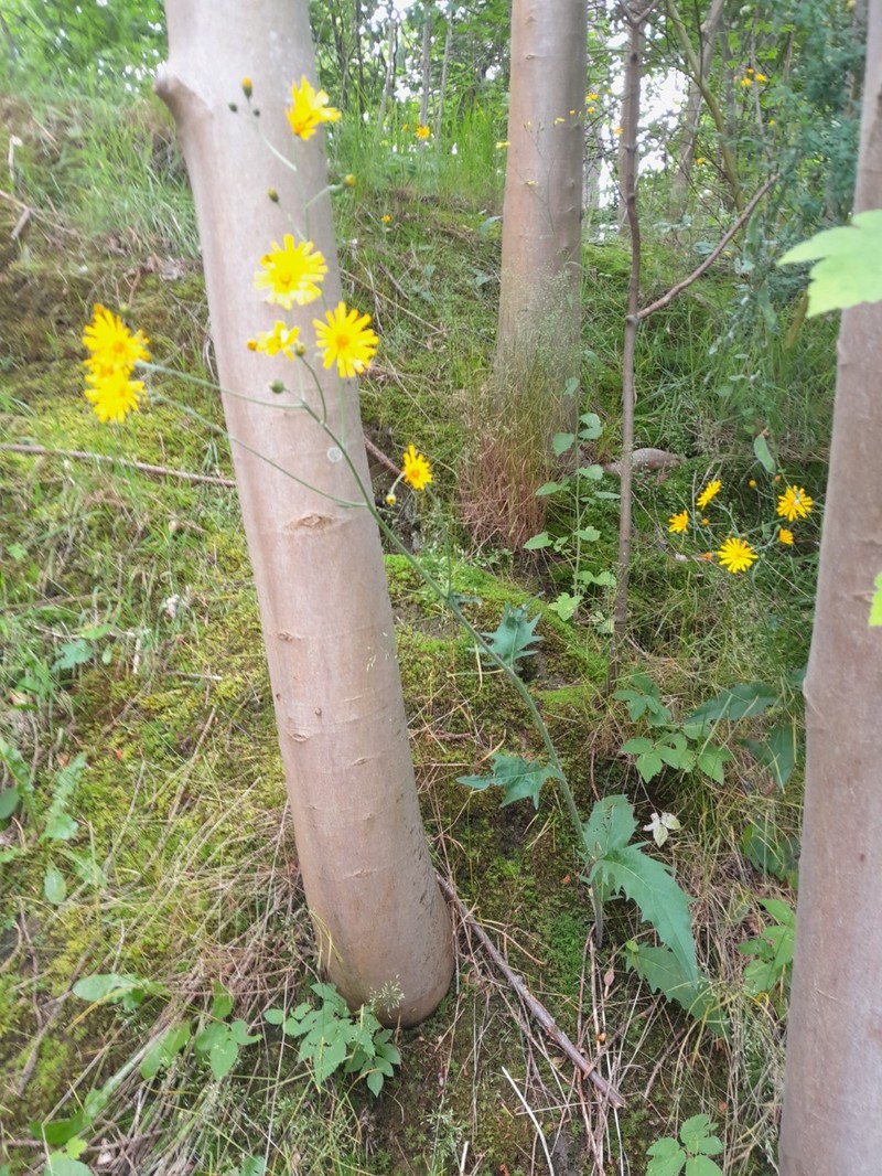 Hieracium levicaule subsp. greisdalense