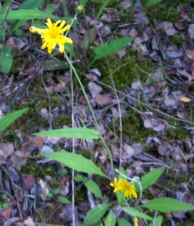Hieracium levicaule subsp. greisdalense photo 2