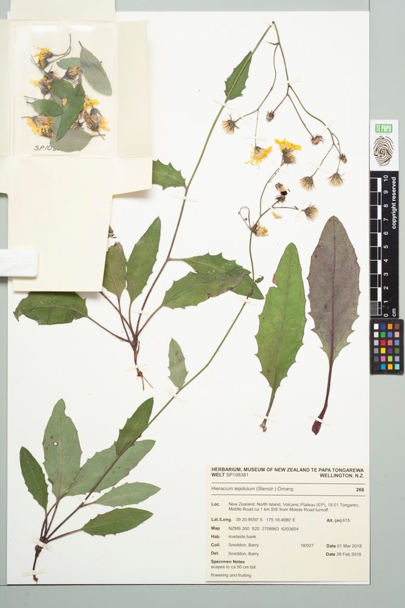 Hieracium levicaule subsp. lepidulum