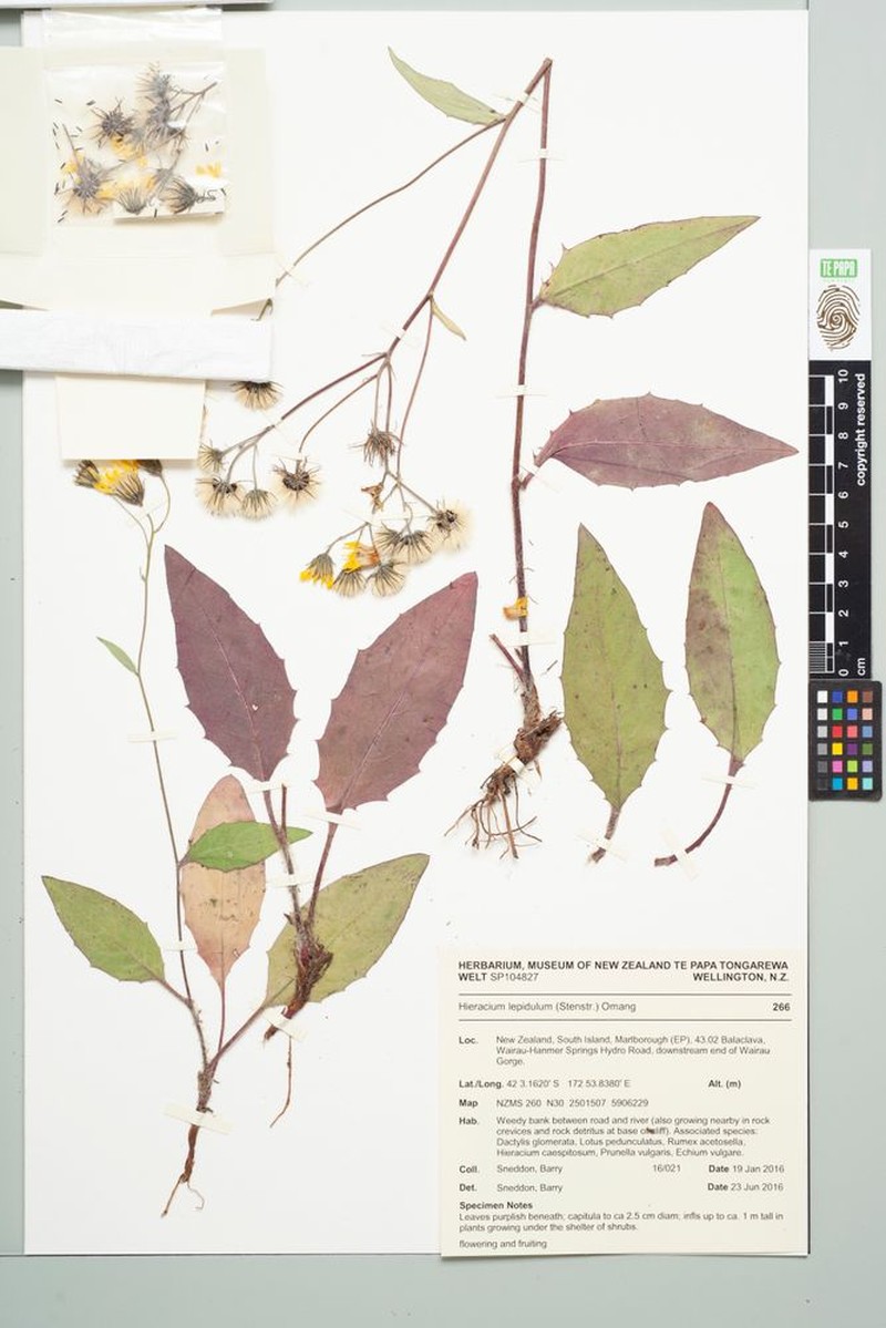 Hieracium levicaule subsp. lepidulum photo 2