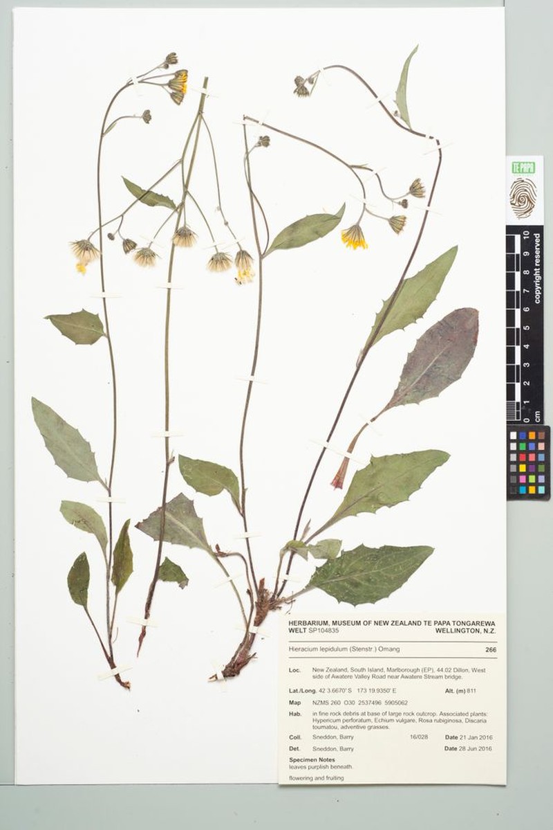 Hieracium levicaule subsp. lepidulum photo 3