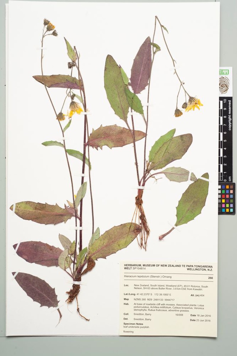 Hieracium levicaule subsp. lepidulum photo 4