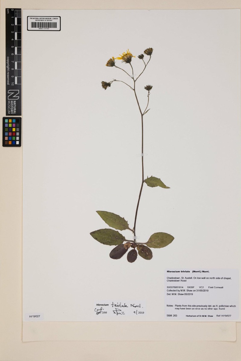Hieracium levicaule subsp. levicaule