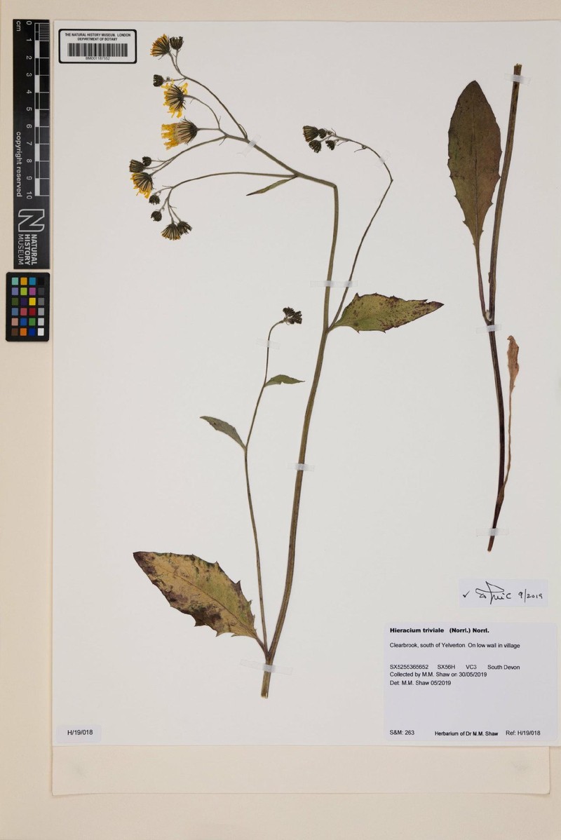 Hieracium levicaule subsp. levicaule photo 2