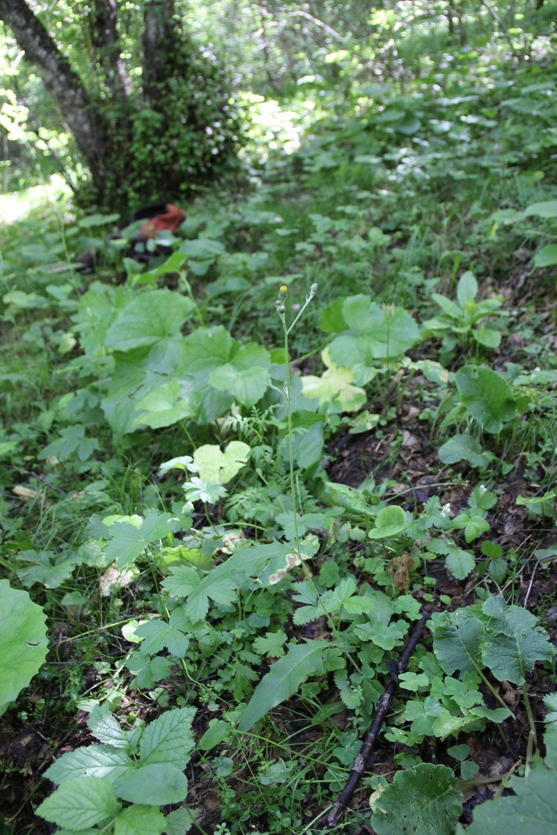 Hieracium levicaule subsp. membranulatum photo 2