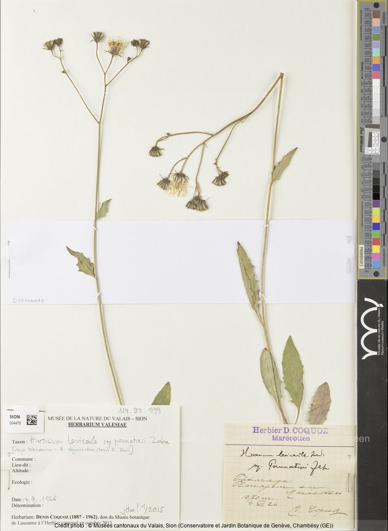 Hieracium levicaule subsp. pannatieri