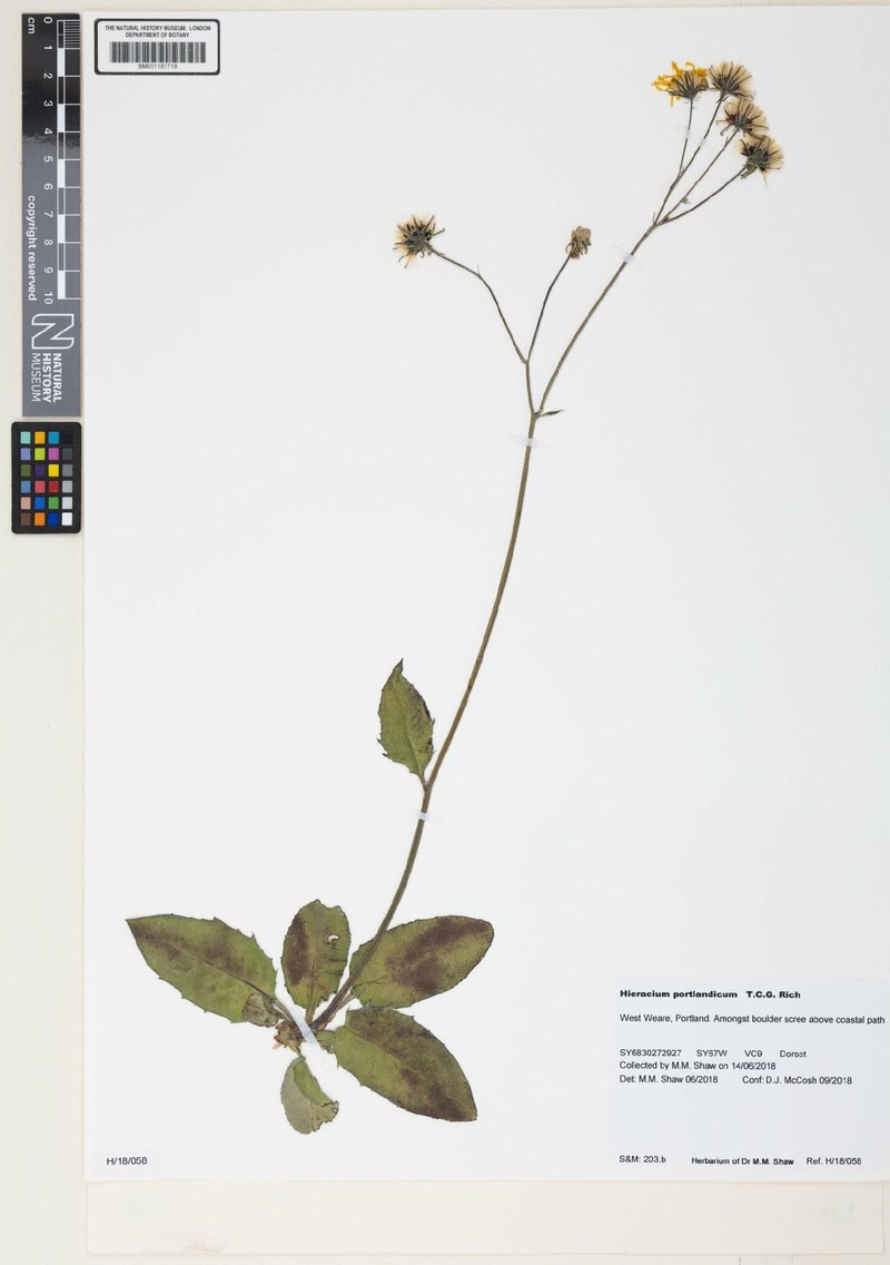 Hieracium leyanum