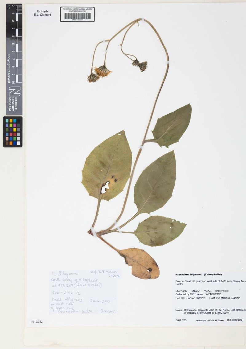 Hieracium leyanum photo 2