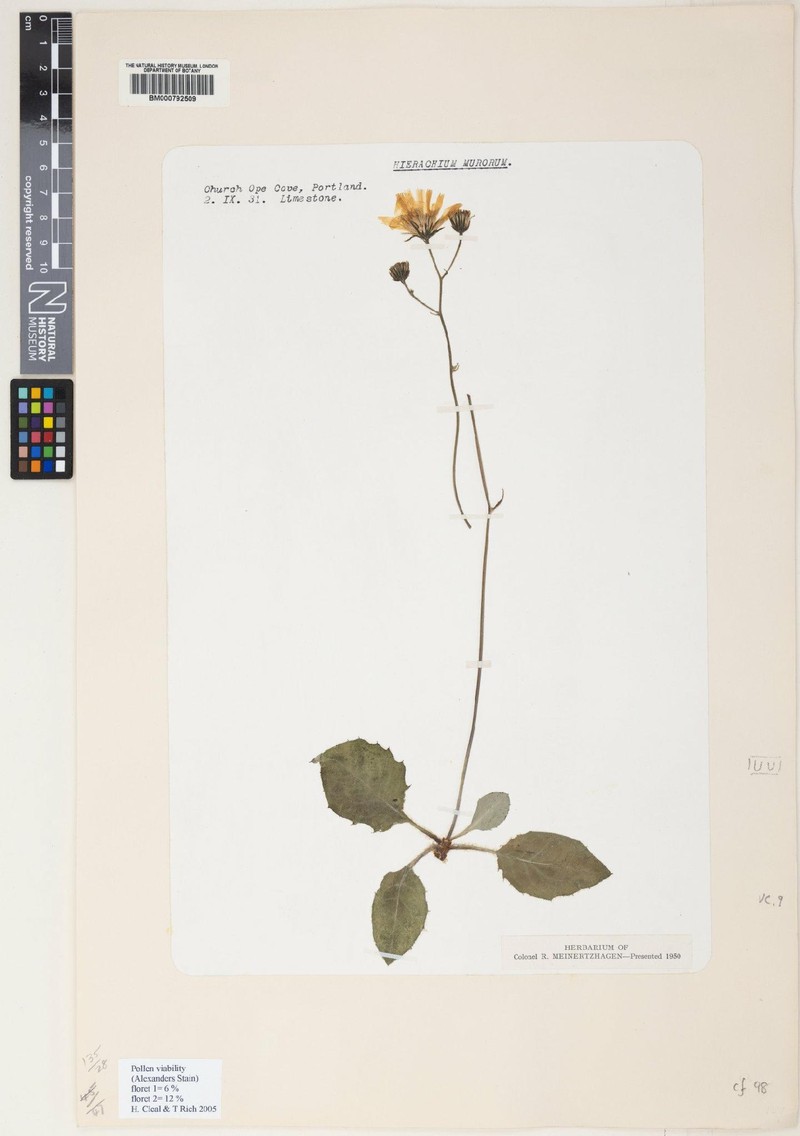 Hieracium leyanum photo 3