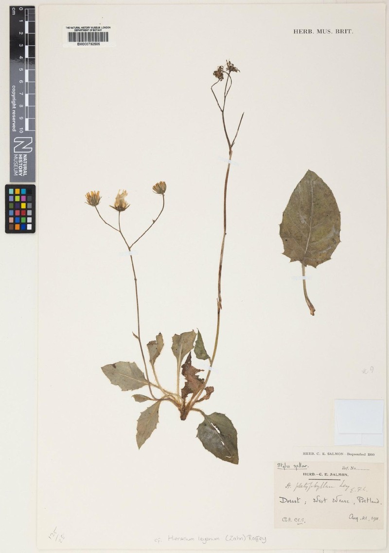 Hieracium leyanum photo 4