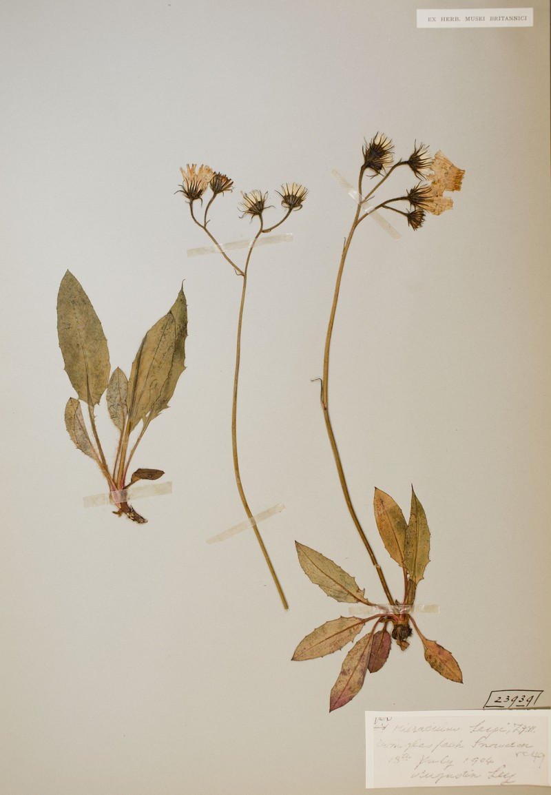Hieracium leyi