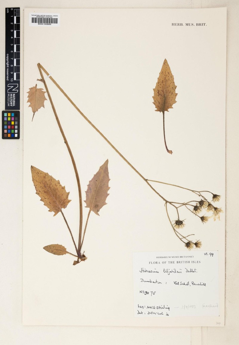 Hieracium liljeholmii