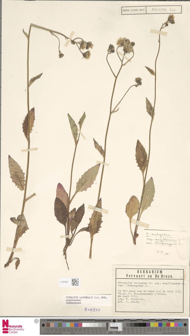 Hieracium limburgense