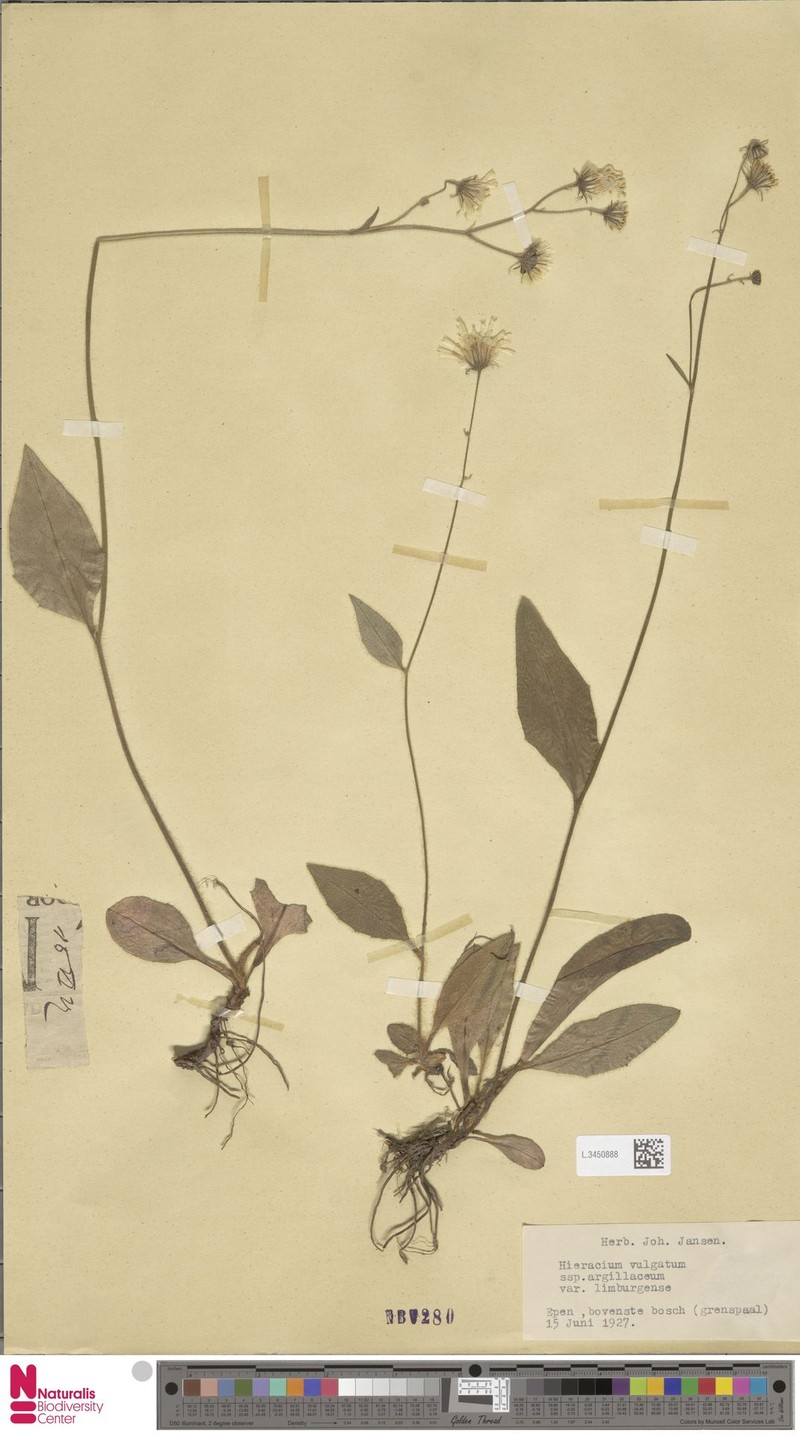 Hieracium limburgense photo 2