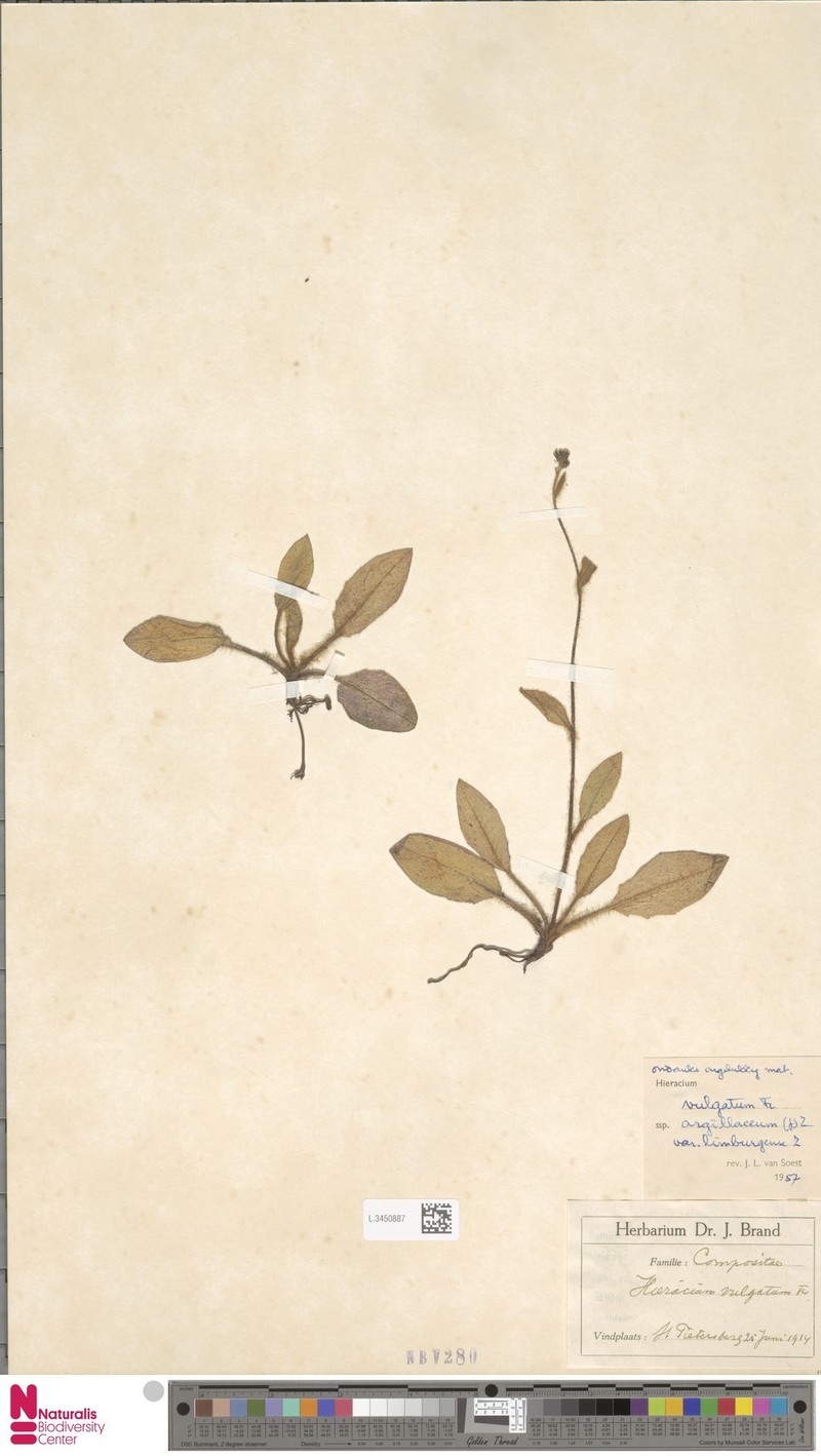 Hieracium limburgense photo 3