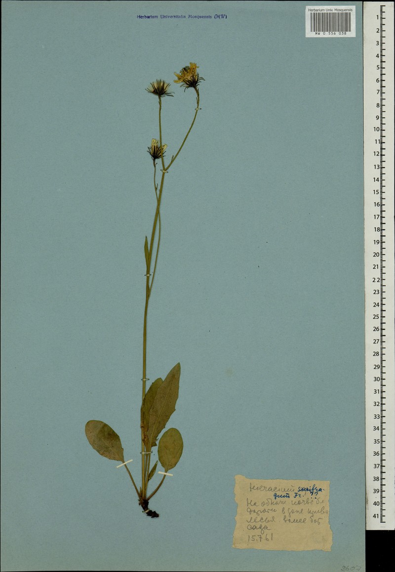 Hieracium linahamariense