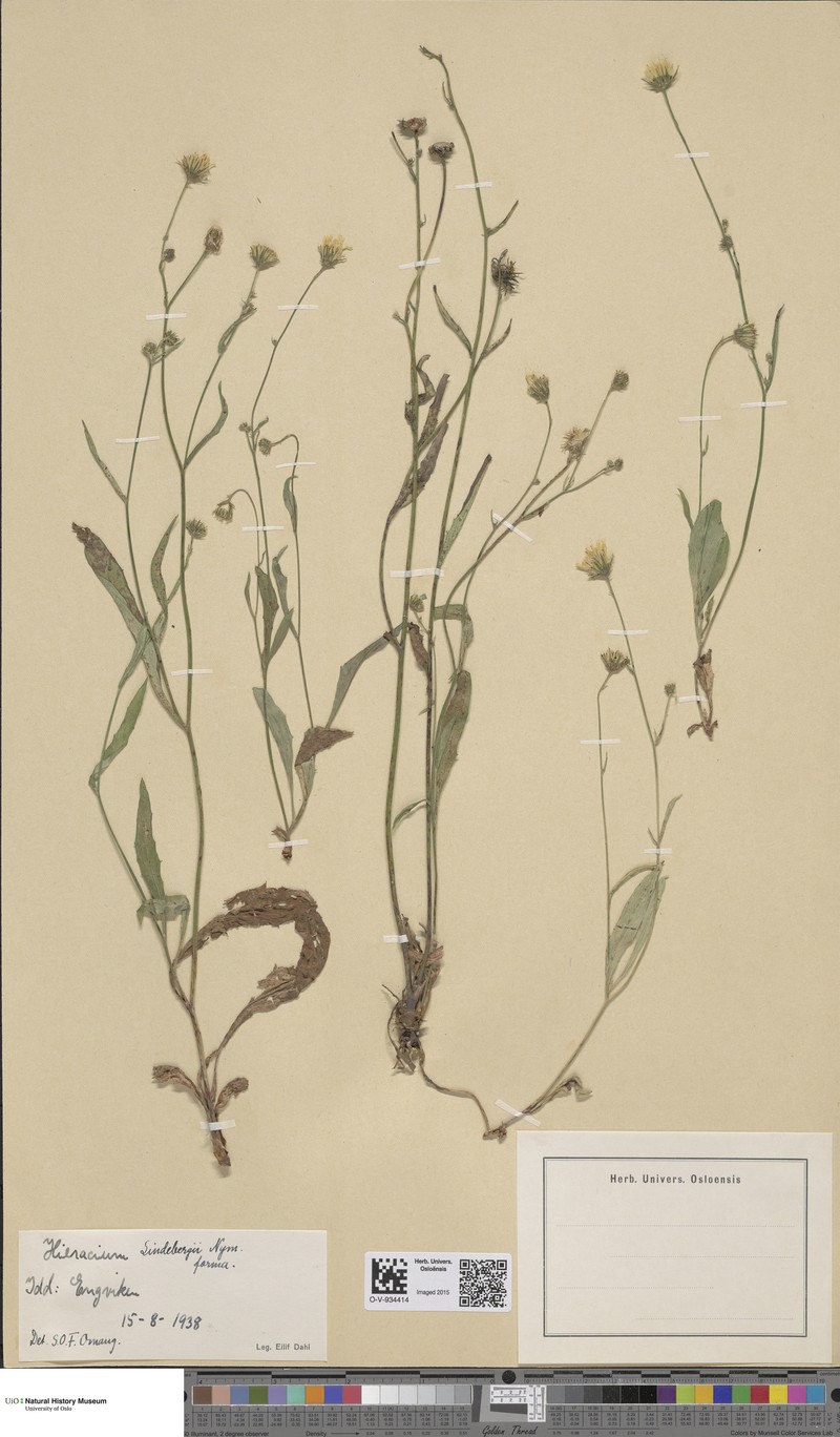 Hieracium lindebergii