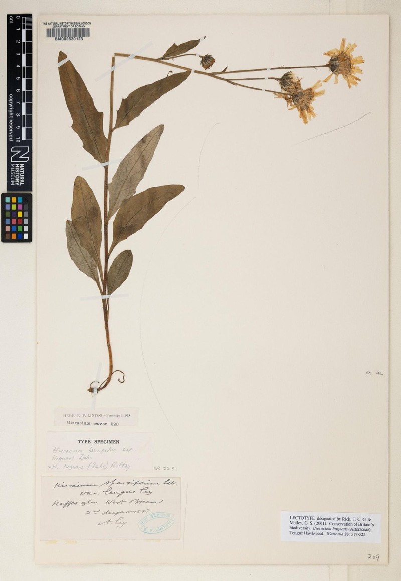 Hieracium linguans